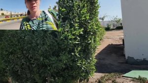 Путь от ресепшена к Аквапарку отеля Long Beach Resort Hurgada. Июнь, 2025🌱