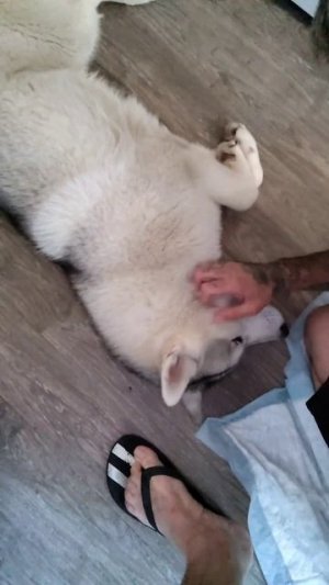 Хаски Джек кривляется 😊