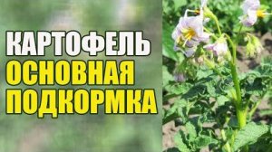 Основная калийная подкормка картофеля в фазе цветения