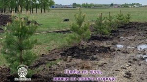 🌺Новоалексеевск: где городской комфорт встречает природу
