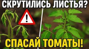 Листья томатов🍅 скрутились. Важно. что нужно делать, чтобы не потерять урожай