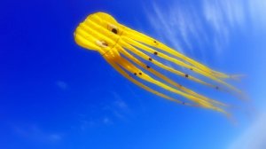 Йедес тирхен хат зайн плезирхен — у каждой зверушки свои игрушки.