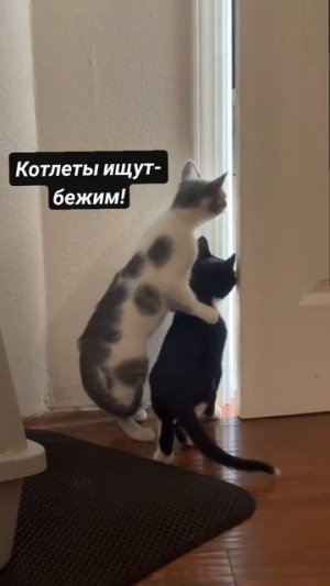 Любопытные котейки 🐈❤️🥰