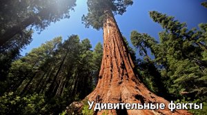 🎥 Секвойи – гиганты нашей планеты! 🌲✨
