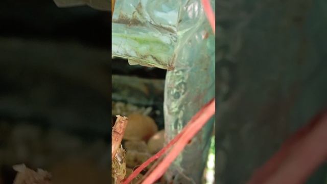 05.07.25. пополнила кормом ближние кормушки для белочек и синиц