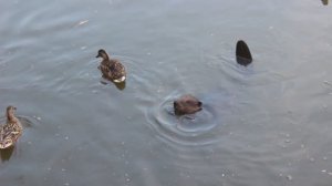 Бобёр плавает с утками в парке Покровское-Стрешнево (Москва)