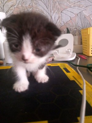 играть в стандофф