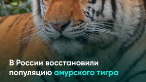 В России восстановили популяцию амурского тигра