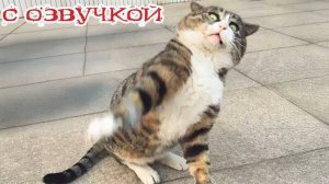 Смешные коты и собаки! Самые смешные животные!