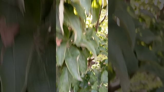 Роза под яблоней