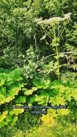 Опасный борщевик в лесу на природе #природа #лес #лето