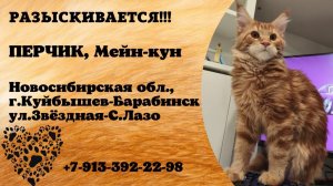 Пропал кот! ПЕРЧИК, Мейн-кун. Новосибирская обл., г.Куйбышев-Барабинск.