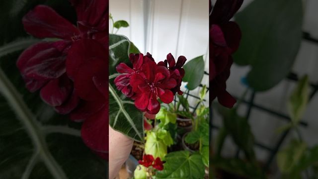 Комнатные растения в продаже
