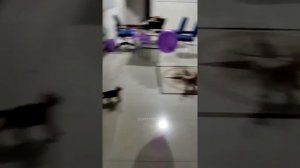 Животные приколы и не только