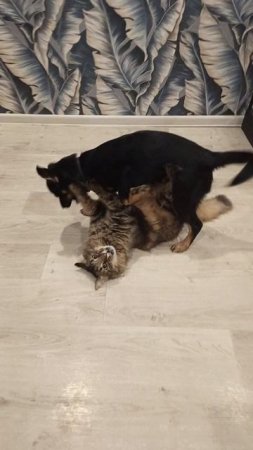Вот так они играют
