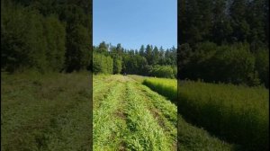 Косим бурьян трактором т40 для выпаса коней