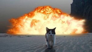 Приколы с котами! Мемы под раслабляющую мелодию! Новая рубрика