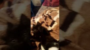 обзор на котят
