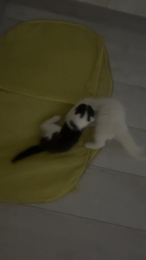 Смешные котята кошки бесяться