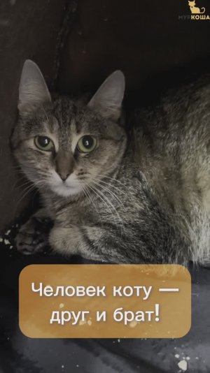 Пелегрина ждёт вас в приюте #Муркоша