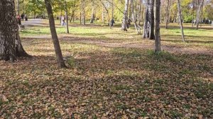 Субботняя прогулка в Березовой роще .г.Новосибирск