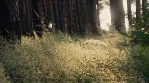 Каждый кадр как дыхание Земли, каждый звук - волшебство - Found Amongst the Rocks -- Ketsa -- Vitali