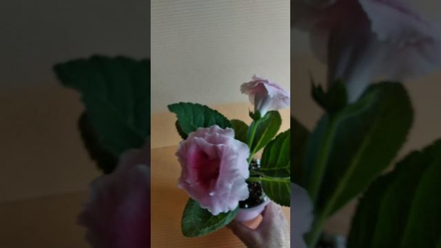 глоксиния