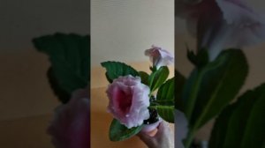 глоксиния