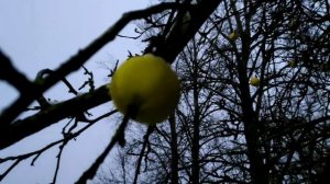 Яблоки на снегу. Поздние яблоки. Вкусные какие. Урожайный год.