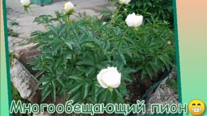 Пион растрёпка в моей коллекции. Первое цветение