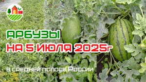 Арбузы на 5 июля 2025г в средней полосе России (Республика Мордовия)