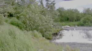 Мама рыбу не поймала- медвежонок спустился с дерева -пошли дальше по берегу
