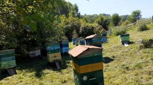 Новости с пасек.Цветет русянка.Идут дожди!