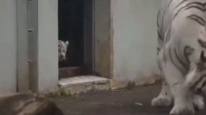 ХИХИ 91