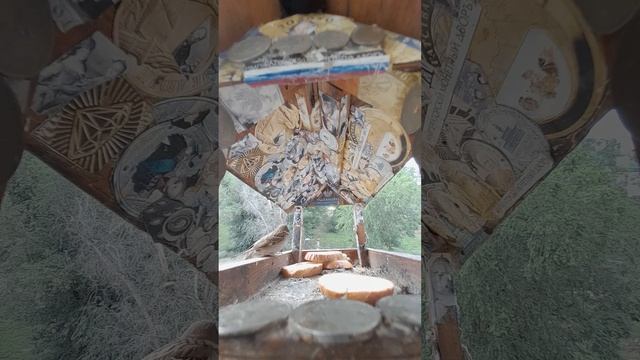 1000045919.mp4Жизнь кормушки.05.07.2025г.