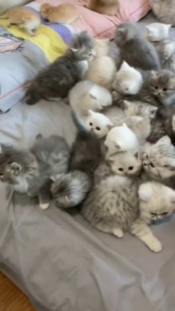 # котики