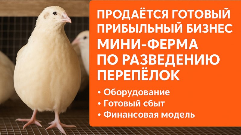 Перепелиная ферма
