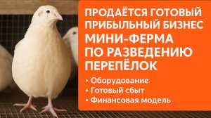 Перепелиная ферма
