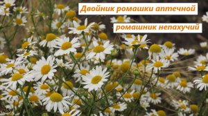 Ромашка - не ромашка. Трёхрёберник или ромашник непахучий