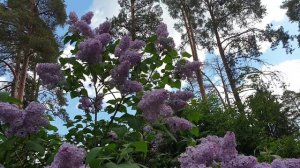 2й вариант. Снова март и цифра восемь на календаре. Жене к 8 марта