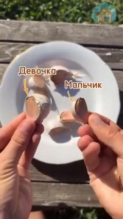 Маленькая хитрость, чтобы был хороший урожай чеснока.