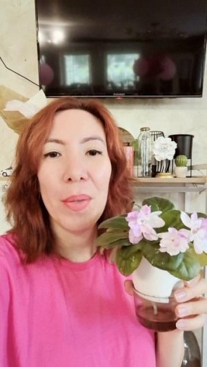 Почему ваша фиалка не цветёт?