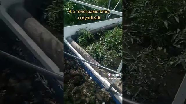 Делаю термотеплицу. Выравниваю землю вокруг. часть 1. #термотеплица #огород #сад #дача #дядявитя