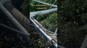 Делаю термотеплицу. Выравниваю землю вокруг. часть 1. #термотеплица #огород #сад #дача #дядявитя