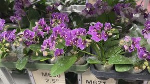 🌸 ПРОДАЖА ОРХИДЕЙ 07.07.25г. Новая поставка. Обзор подростков орхидей из Азии. Орхидеи почтой.