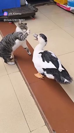 Котики и приставучие утки 🤣
