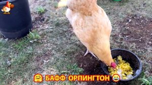 Куры Бафф Орпингтон ласковые золотые несушки❣️🤗😂 (17)