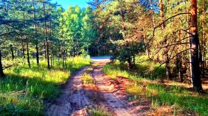 Один в лесу. Закрываю сезон.