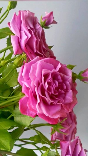 Садовые розы из холодного фарфора.
