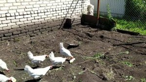 Новополянье! Наши приехали!!!